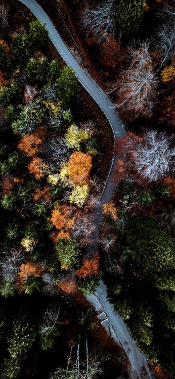 Naturaleza, Ilustración, Coche, Paisaje Natural, Sucursal. Wallpaper in 1080x2340 Resolution