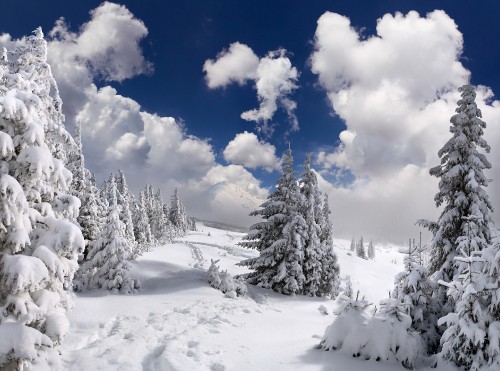 Image snow covered pine trees under blue sky and white clouds during daytime