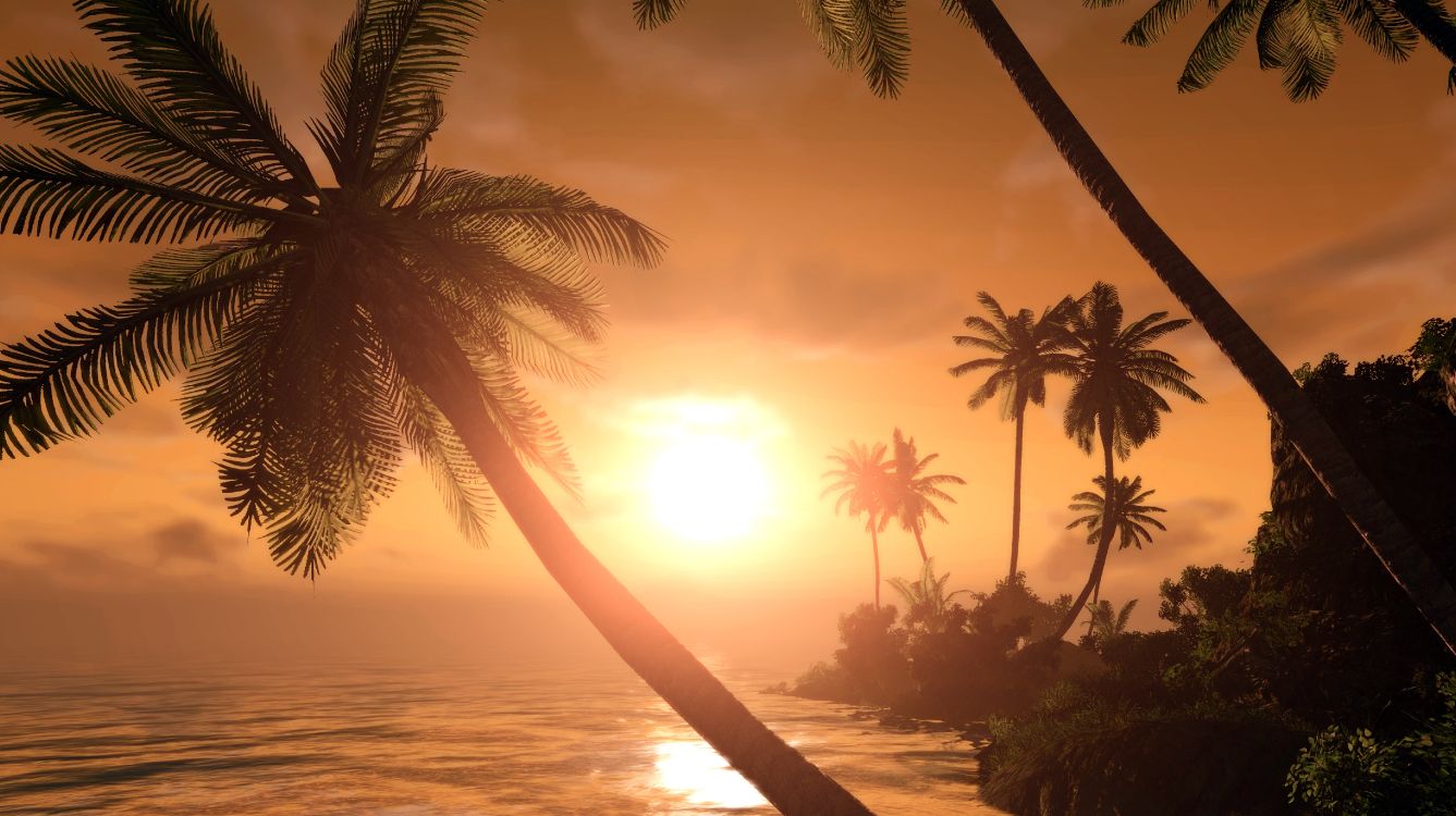 Silhouette de Palmiers au Coucher du Soleil. Wallpaper in 5120x2872 Resolution