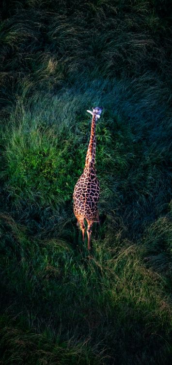 Girafe, Damaksnis, Prairie, Giraffidae, Paysage Naturel. Wallpaper in 1421x3000 Resolution
