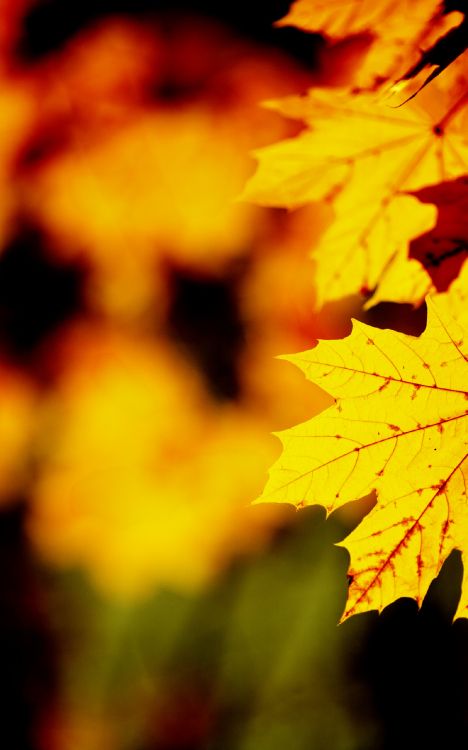 Blatt, Maple Leaf, Natur, Baum, Orange. Wallpaper in 1600x2560 Resolution