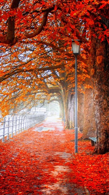 Image red leaves on the ground