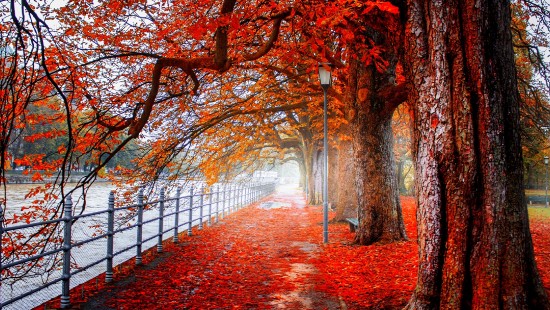 Image red leaves on the ground