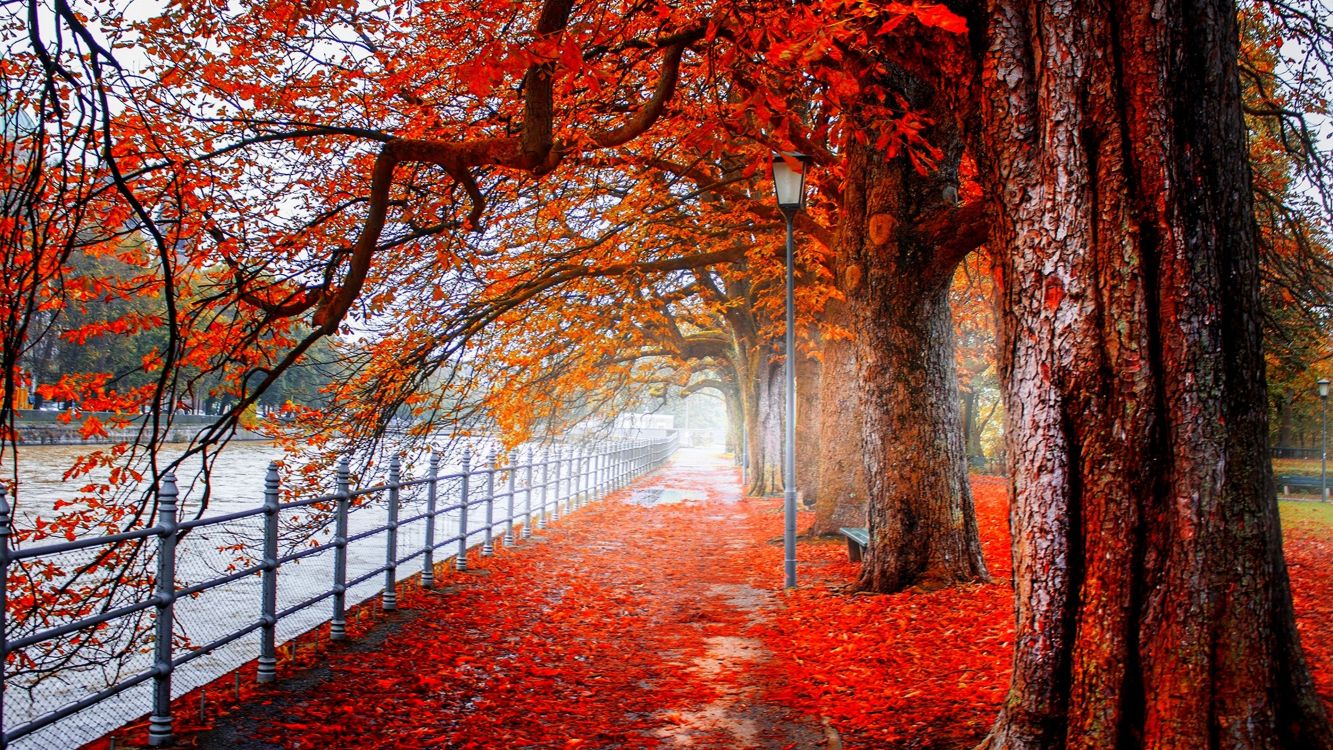 red leaves on the ground