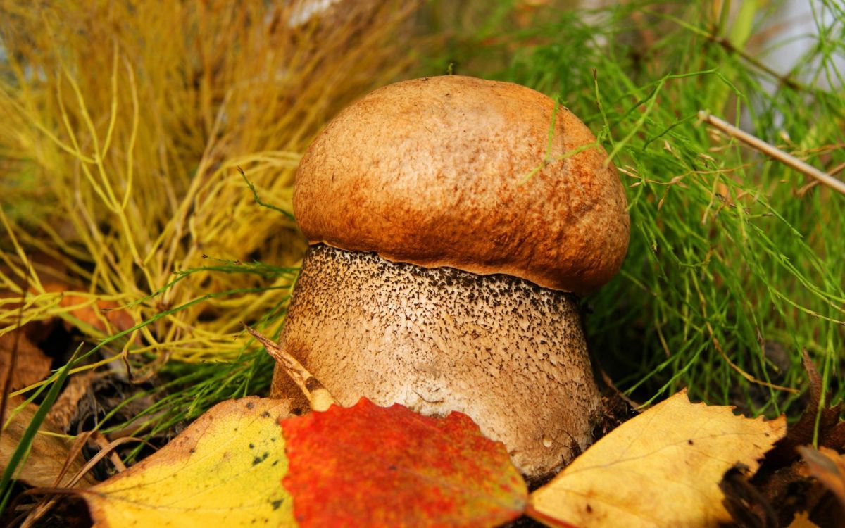 brown and red mushroom on green grass