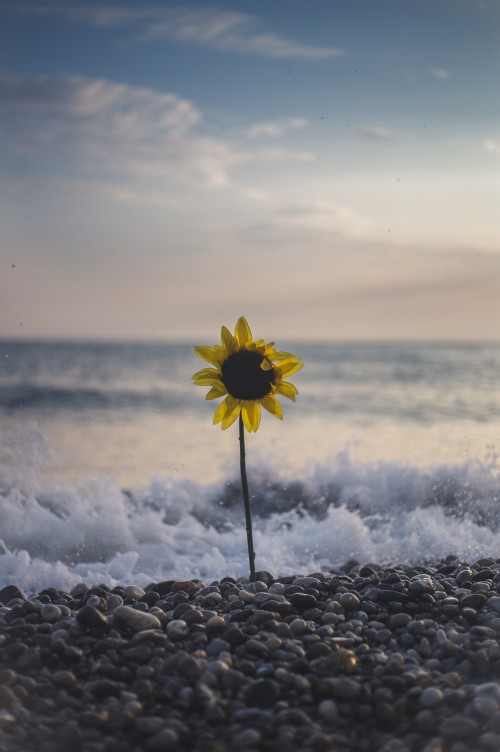 Image yellow flower on rocky shore during daytime