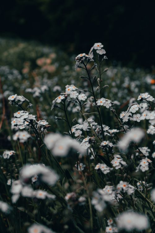 white flowers on green grass field during daytime