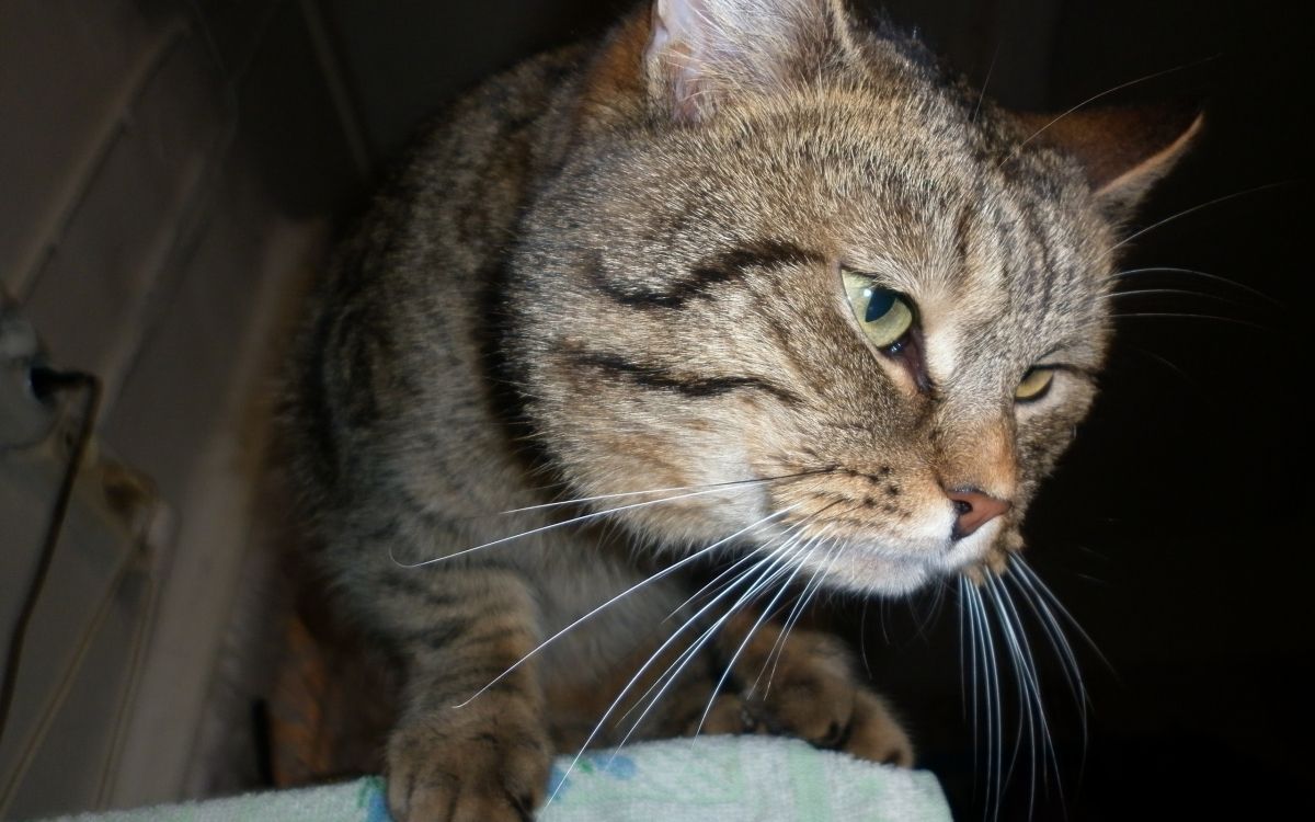 Gato Atigrado Marrón Sobre Textil Verde. Wallpaper in 2560x1600 Resolution