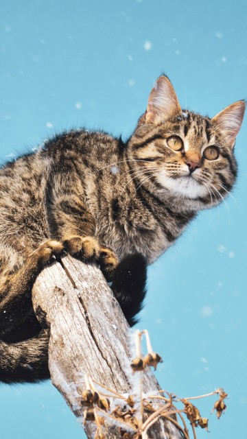 Image brown tabby cat on brown wooden stick