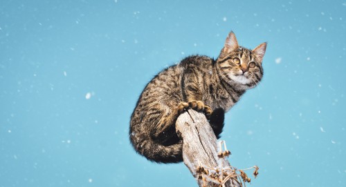 Image brown tabby cat on brown wooden stick