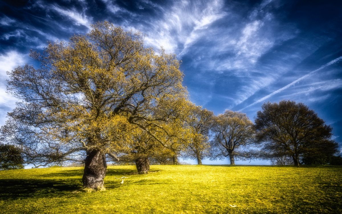 Arbre Brun Sur Terrain D'herbe Verte Sous Ciel Bleu Pendant la Journée. Wallpaper in 1920x1200 Resolution