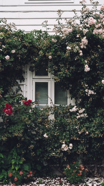 Image white wooden window frame with white flowers