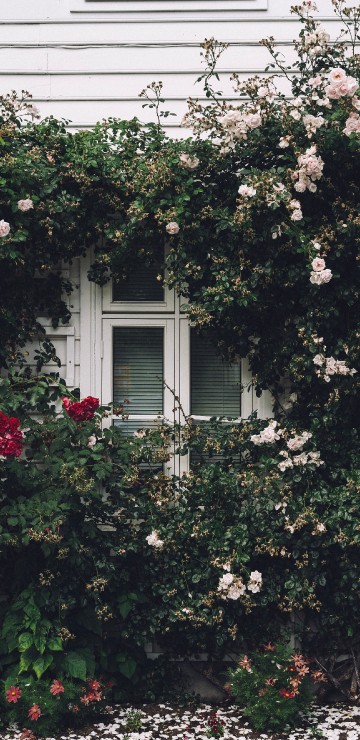Image white wooden window frame with white flowers