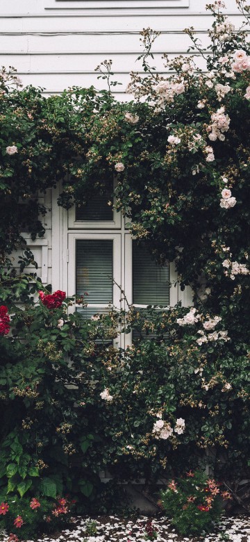 Image white wooden window frame with white flowers