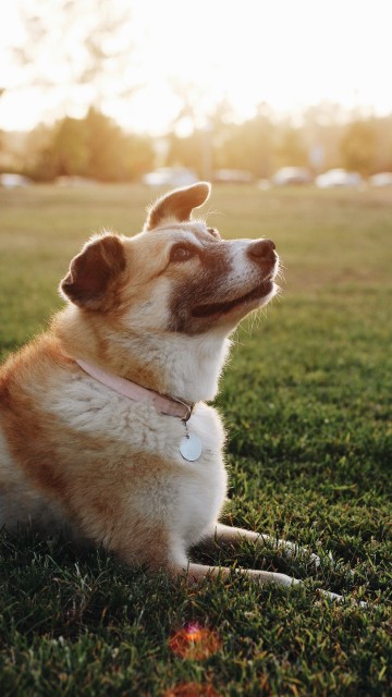 Image brown and white short coated dog sitting on green grass during daytime