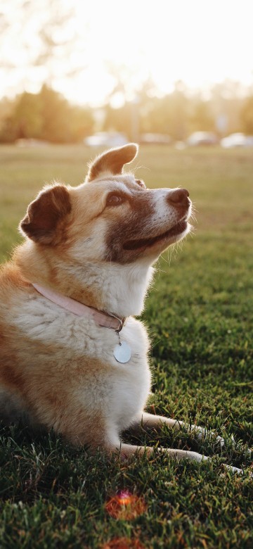 Image brown and white short coated dog sitting on green grass during daytime
